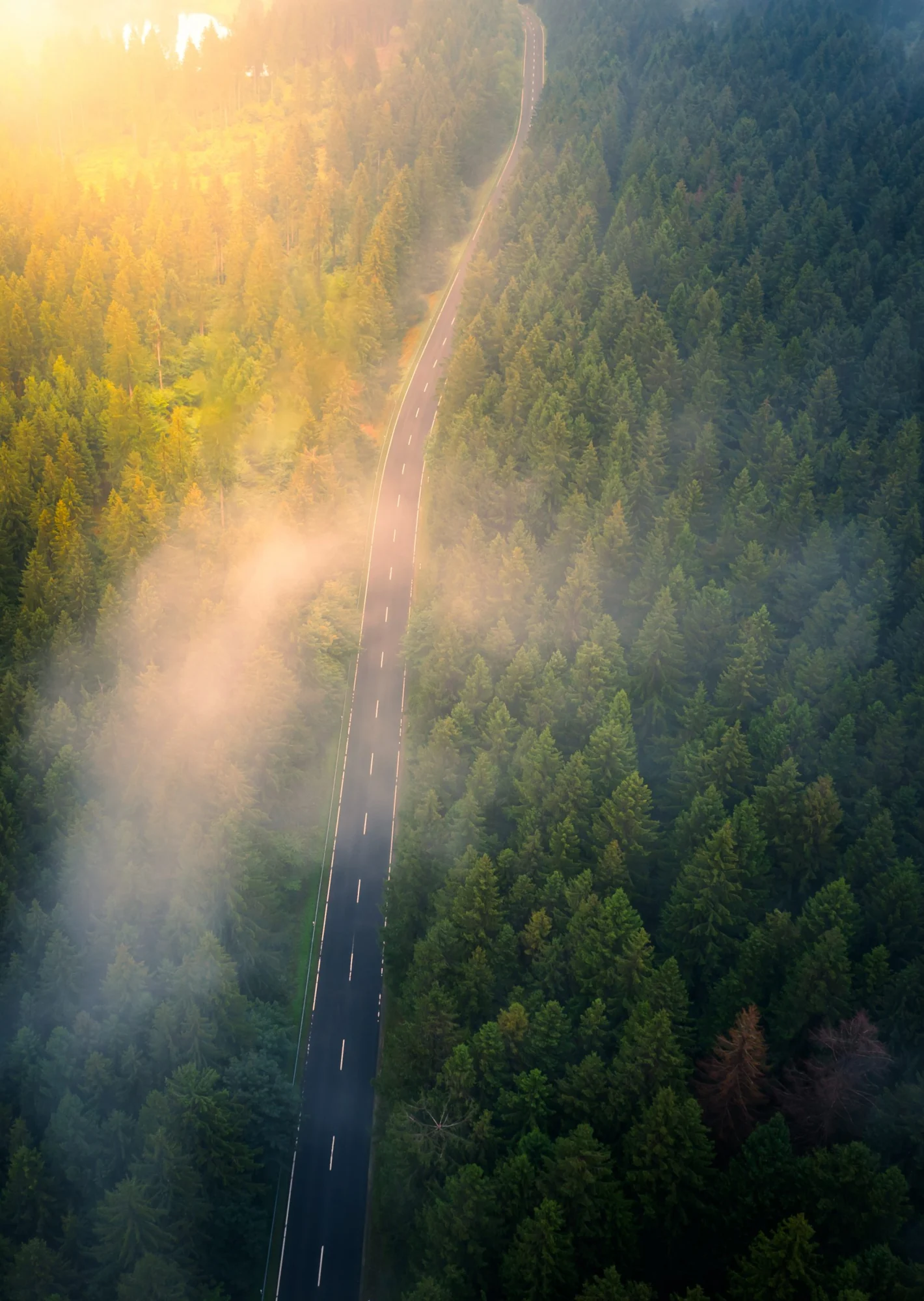 Sunlight and mist crossing a road through a green forest