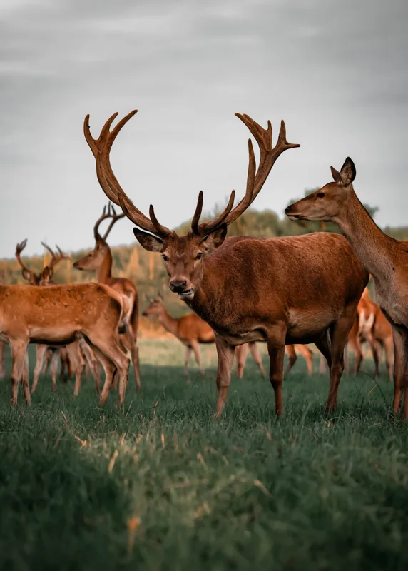 Deer standing in a green meadow beneath a grey sky